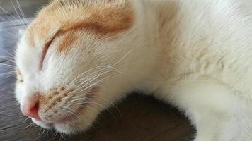 White and black fluffy cat sleeping in the morning. video