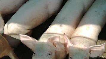 ferme porcine agricole à la campagne pour la production de viande. video