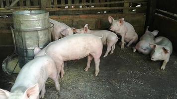 fazenda de porco agrícola na zona rural para produção de carne. video