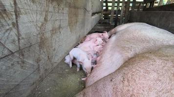 The newly born piglet on the farm is suckling. video