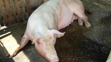 Granja agrícola de cerdos en el campo para la producción de carne. video