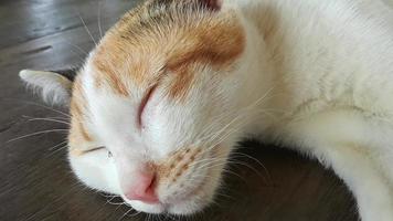 gato esponjoso blanco y negro durmiendo por la mañana. video