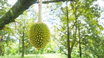 Thai fruit and durian concept photo