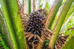 6-year-old oil palm plots in Thailand photo