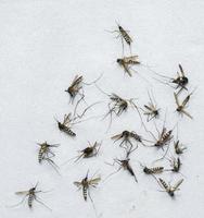 A large number of dead mosquitoes on a white background. photo