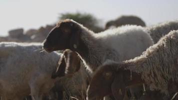 un rebaño de ovejas pastando en un pasto en israel video