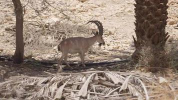 Bouquetin de Nubie dans la réserve naturelle d'ein gedi, Israël video