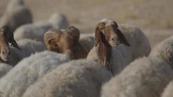 Closeup flock of sheep grazing on a pasture in Israel video