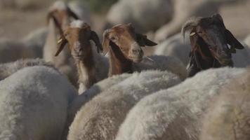 primer plano en un rebaño de ovejas pastando en un pasto en israel video