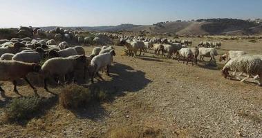 un troupeau de moutons paissant dans un pâturage en israël video