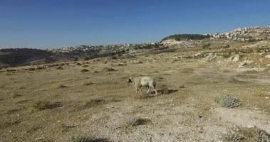 Ein Schaf, das sich der Herde anschließt, um auf einer Weide in Israel zu grasen video