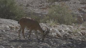 Young wild goat or Capra in Ein Gedi Nature Reserve, Israel video