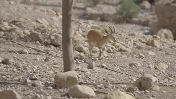 ung vildget eller capra i ein gedi naturreservat, israel video