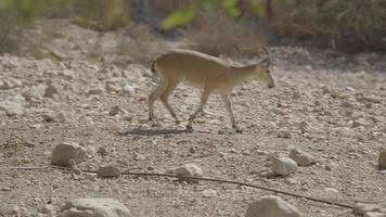 giovane capra selvatica o capra nella riserva naturale di ein gedi, israele video