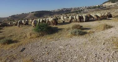 um rebanho de ovelhas pastando em um pasto em israel