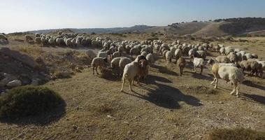 un troupeau de moutons paissant dans un pâturage en israël video
