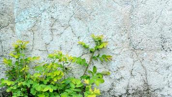 Selective focus of leaf of little plant germinates at the wall- background. Green little plant growing near old cement wall. Concept of variation and brave. Copy space for adding your content. photo