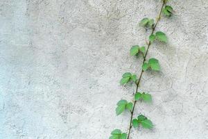 Selective focus of leaf of little plant germinates at the wall- background. Green little plant growing near old cement wall. Concept of variation and brave. Copy space for adding your content. photo