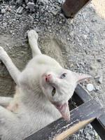 Portrait of a pure white cat with odd eyes stare in camera on bright blue and yellow background, top view. Cat with different colored eyes, unusual. photo