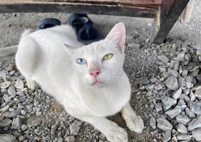 Portrait of a pure white cat with odd eyes stare in camera on bright blue and yellow background, top view. Cat with different colored eyes, unusual. photo
