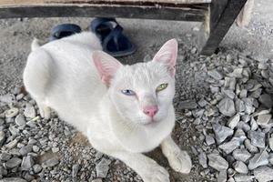 Portrait of a pure white cat with odd eyes stare in camera on bright blue and yellow background, top view. Cat with different colored eyes, unusual. photo