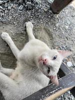 Portrait of a pure white cat with odd eyes stare in camera on bright blue and yellow background, top view. Cat with different colored eyes, unusual. photo