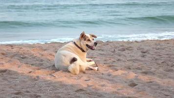 Dog on beach animal background video