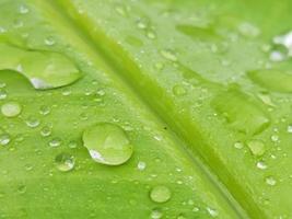 Water droplets on green are used as beautiful background images.