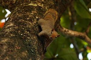 Finlayson squirrel or Variable squirrel climbing on tree branch lush green foliage background in public park. photo