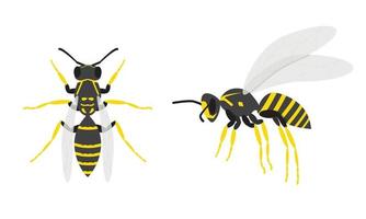 Wasps. A set of two insects. Top and side view on a white background. Cartoon. Vector illustration