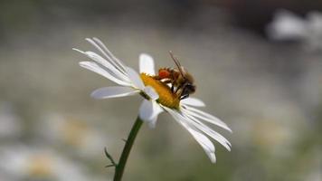 macro de abelha close-up fundo