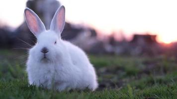 conejo sobre hierba verde al atardecer conejo blanco conejito video