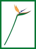 flower like bird strelitzia vector