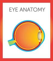 Schematic structure of eye vector