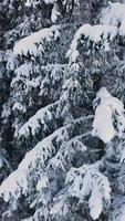 vista pov desde telesilla, video vertical. cámara moviéndose a lo largo de colinas de árboles nevados en la estación de esquí en bukovel, ucrania.