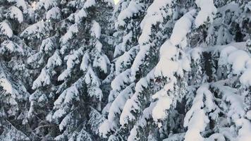 câmera movendo-se ao longo de árvores cobertas de neve, na estância de esqui em bukovel, ucrânia. vista pov do teleférico, vídeo vertical. video