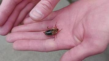 Puede que el escarabajo se arrastre por la palma de la mano de un hombre. insecto de primavera. video