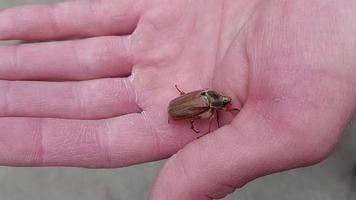 Puede que el escarabajo se arrastre por la palma de la mano de un hombre. insecto de primavera. video