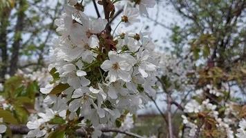 fiori di ciliegio. giorno soleggiato. tempo ventoso. albero da frutto del giardino di primavera