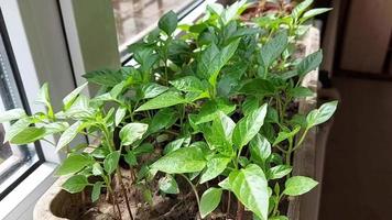 bell pepper seedlings grow in a box on the windowsill. gardening at home. growing vegetables