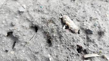 Ants run on the ground and crawl into an anthill. insects video