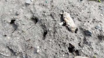 Ants run on the ground and crawl into an anthill. insects video