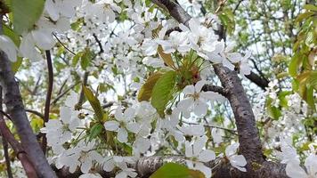 fleurs de cerisier. journée ensoleillée. temps venteux. arbre fruitier jardin de printemps