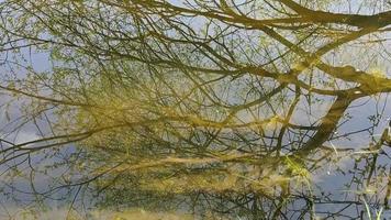 Reflection of a tree and branches in calm water with small waves. video