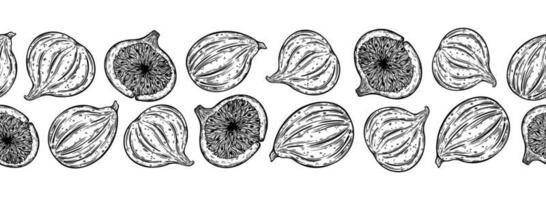 Figs seamless vector border. Sweet garden fruits whole, half. Sketch of fresh berry with tasty pulp, seeds. Monochrome outline of mediterranean plant. Hand drawn botanical line art