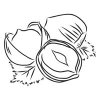 hazelnut walnut vector sketch