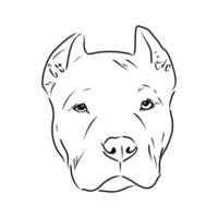 pit bull terrier vector sketch