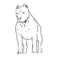 pit bull terrier vector sketch