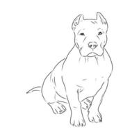 pit bull terrier vector sketch