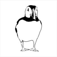 the puffin bird is flying vector sketch